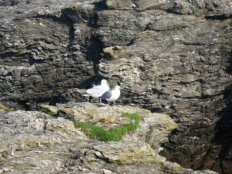 Mouettes