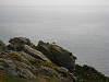 Mouette  Belle-le-en-mer