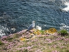 Mouettes