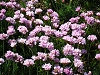 Flore sur la Pointe des Poulains