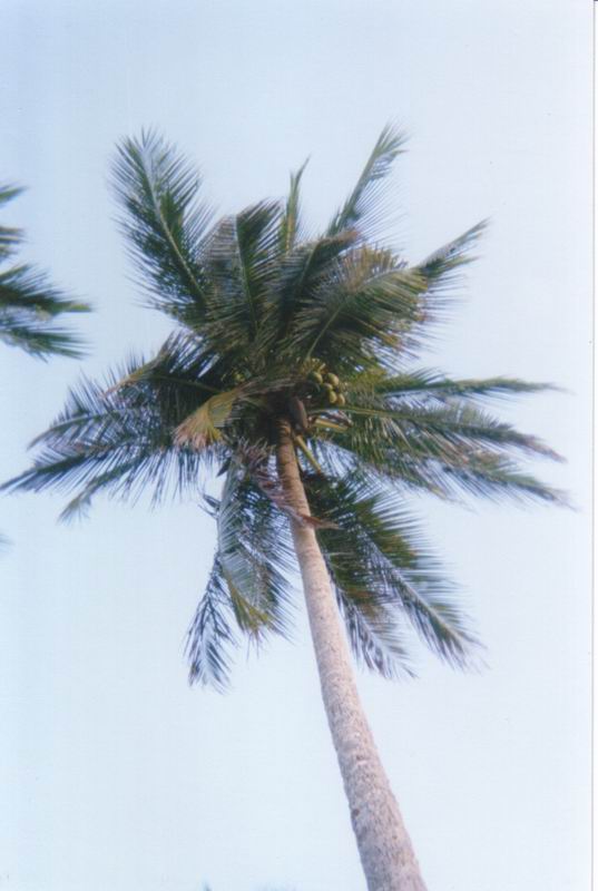 Les Saintes Palmier sur un ciel bleu