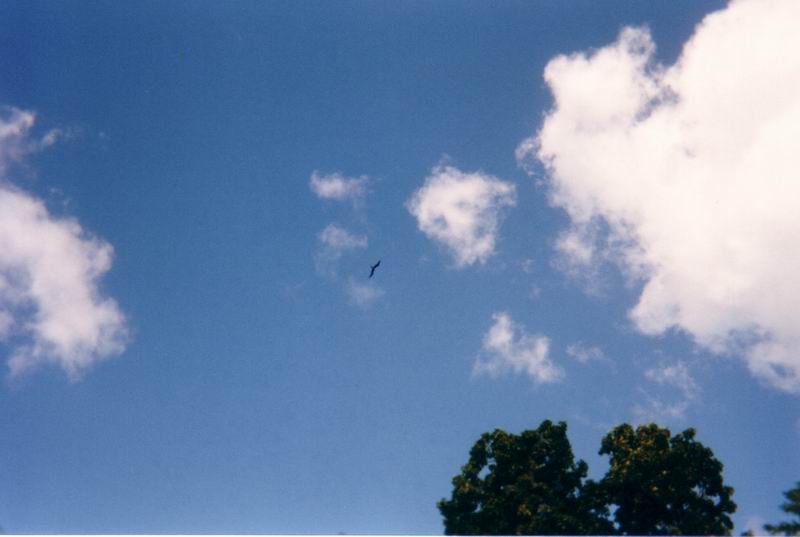 62 oiseau dans ciel