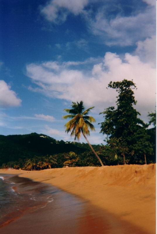 66 plage deshaies palmier