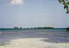 La mangrove