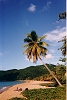65 plage deshaies palmier