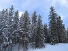 Fret de sapins