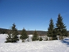 sapin dans la neige