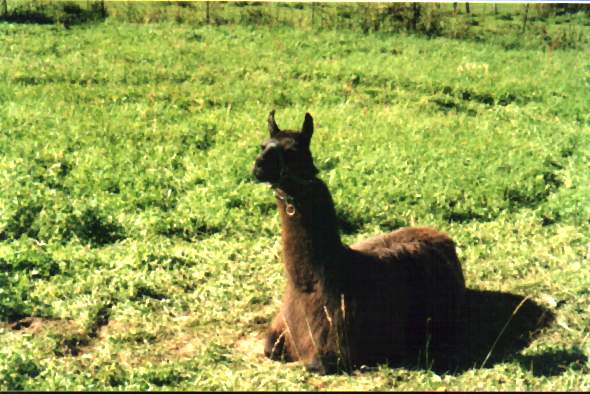 Lama
