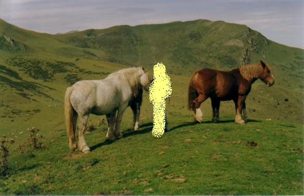 Chevaux dans une prairie montagnarde