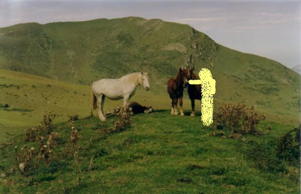 Chevaux dans une prairie montagnarde