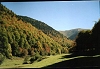 Paysage montagne fort de sapins