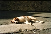 Chien