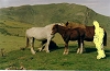 Chevaux dans une prairie montagnarde