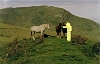 Chevaux dans une prairie montagnarde