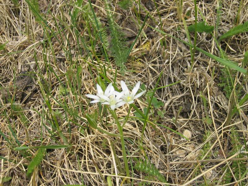 Fleur des montagnes