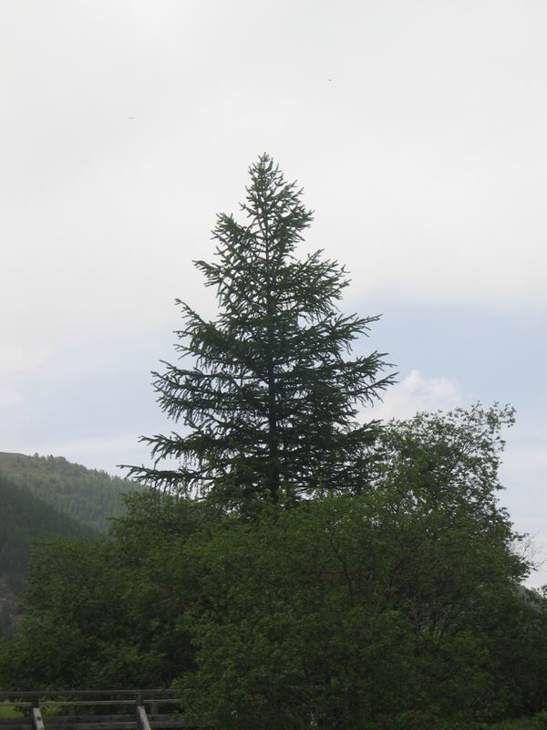 Sapin
