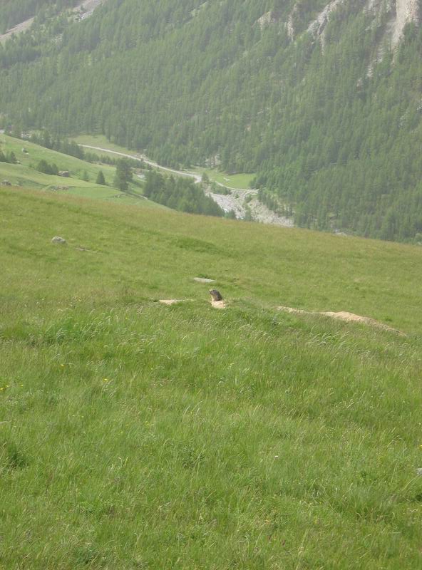 Marmotte dans la prairie