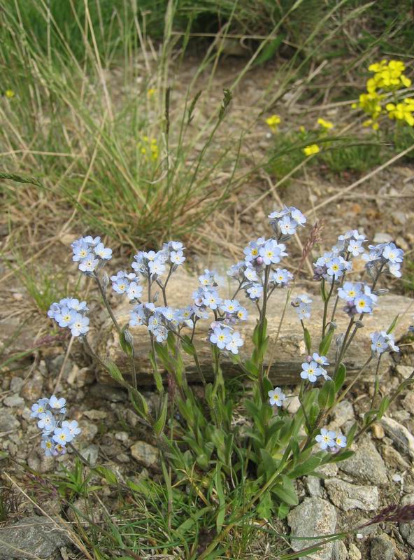 Fleur des montagnes