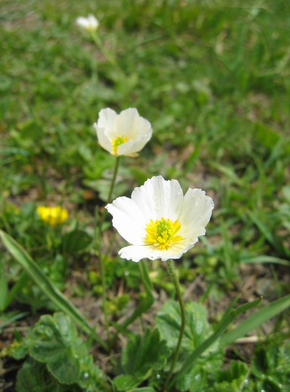 Fleur des montagnes