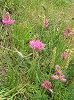 Saint Veran fleur des montagnes
