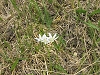 Fleur des montagnes