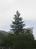 Sapin