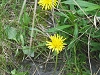 Fleur des montagnes