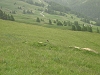 Marmotte dans la prairie