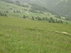 Marmotte dans la prairie