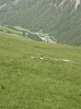 Marmotte dans la prairie