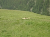 Marmotte dans la prairie
