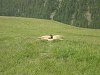 Marmotte dans la prairie