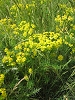 Fleur des montagnes
