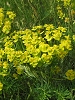 Fleur des montagnes