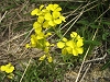 Fleur des montagnes