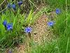 Fleur des montagnes