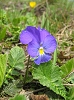 Fleur des montagnes