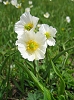 Fleur des montagnes